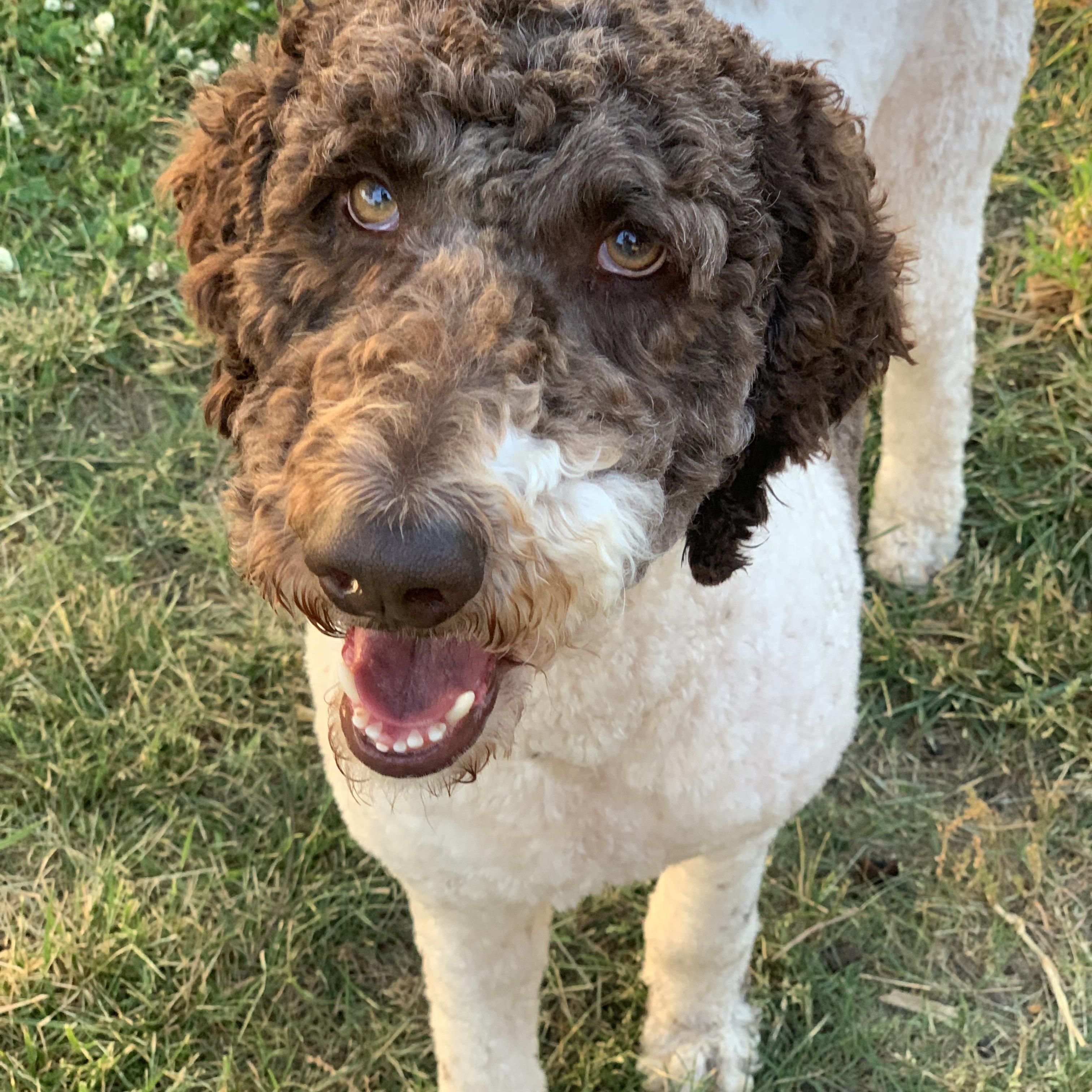 Willow, an adopted mixed breed in Hartwell, GA image 2/3