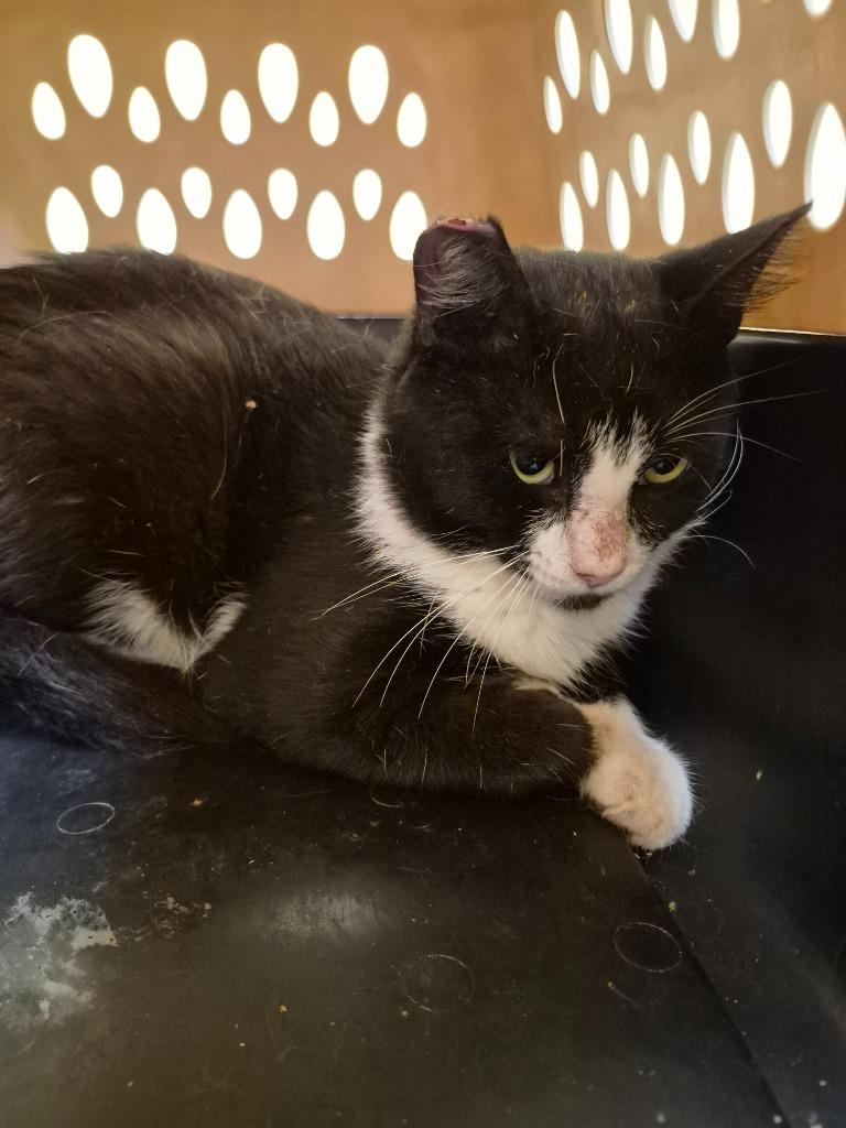 Enlarge TUX (NEUTERED), a Adoptable mixed breed in Crossville, TN image 1/1