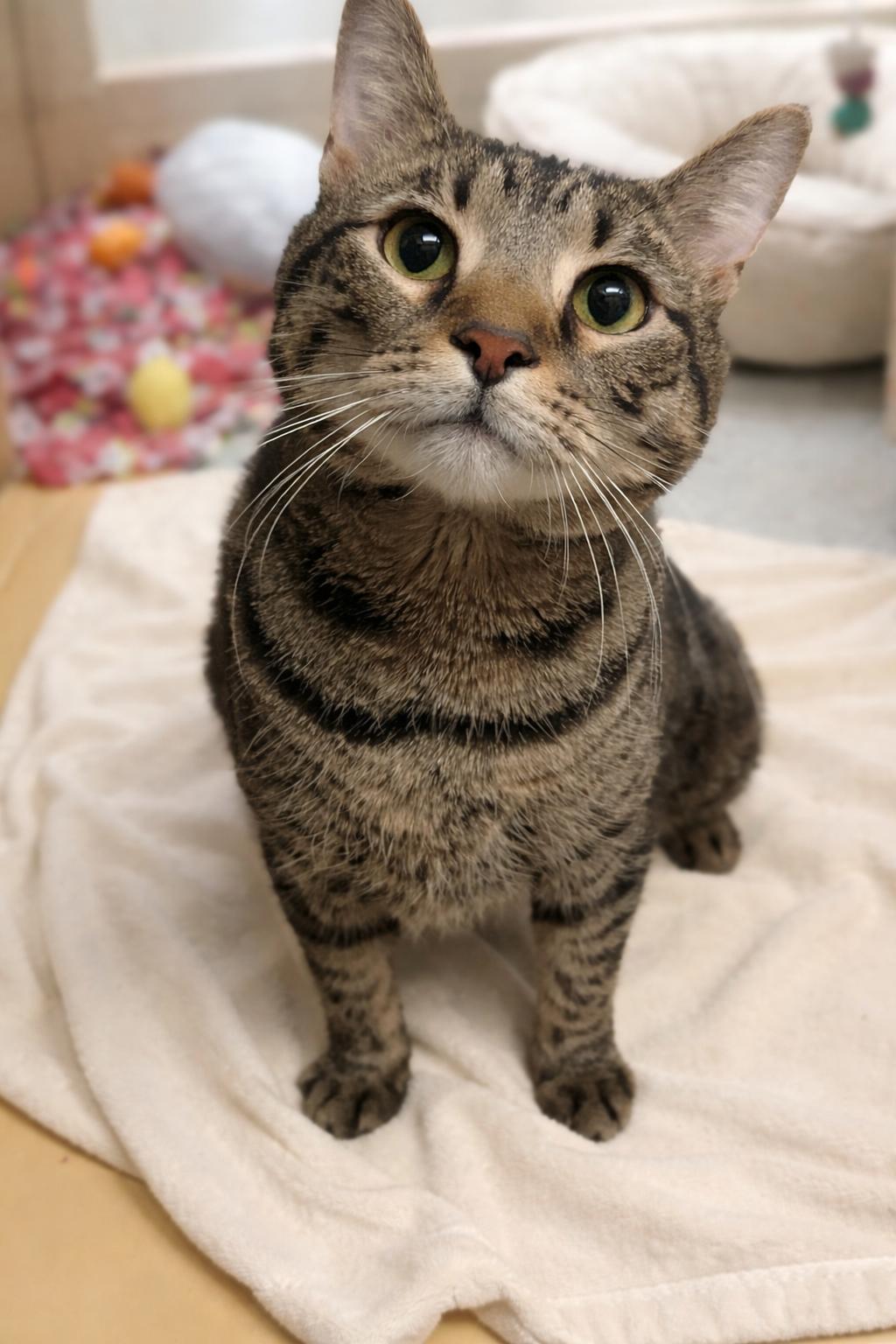 Loki, ADOPTABLE, Young Male Domestic Short Hair.