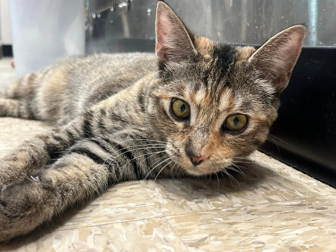 D.vorah, Adopted, Young Female Domestic Short Hair.