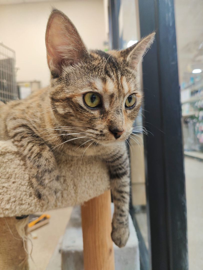 Enlarge D.vorah, a Adopted mixed breed in Long Beach, CA image 2/3