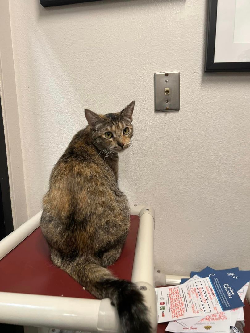 Enlarge D.vorah, a Adopted mixed breed in Long Beach, CA image 3/3