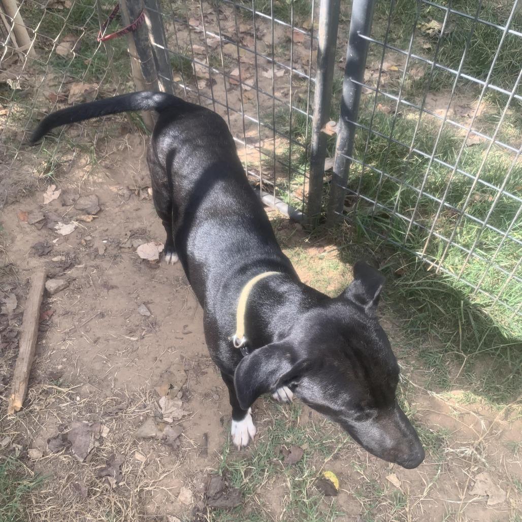 Thunder, Adoptable, Adult Male Black Labrador Retriever.
