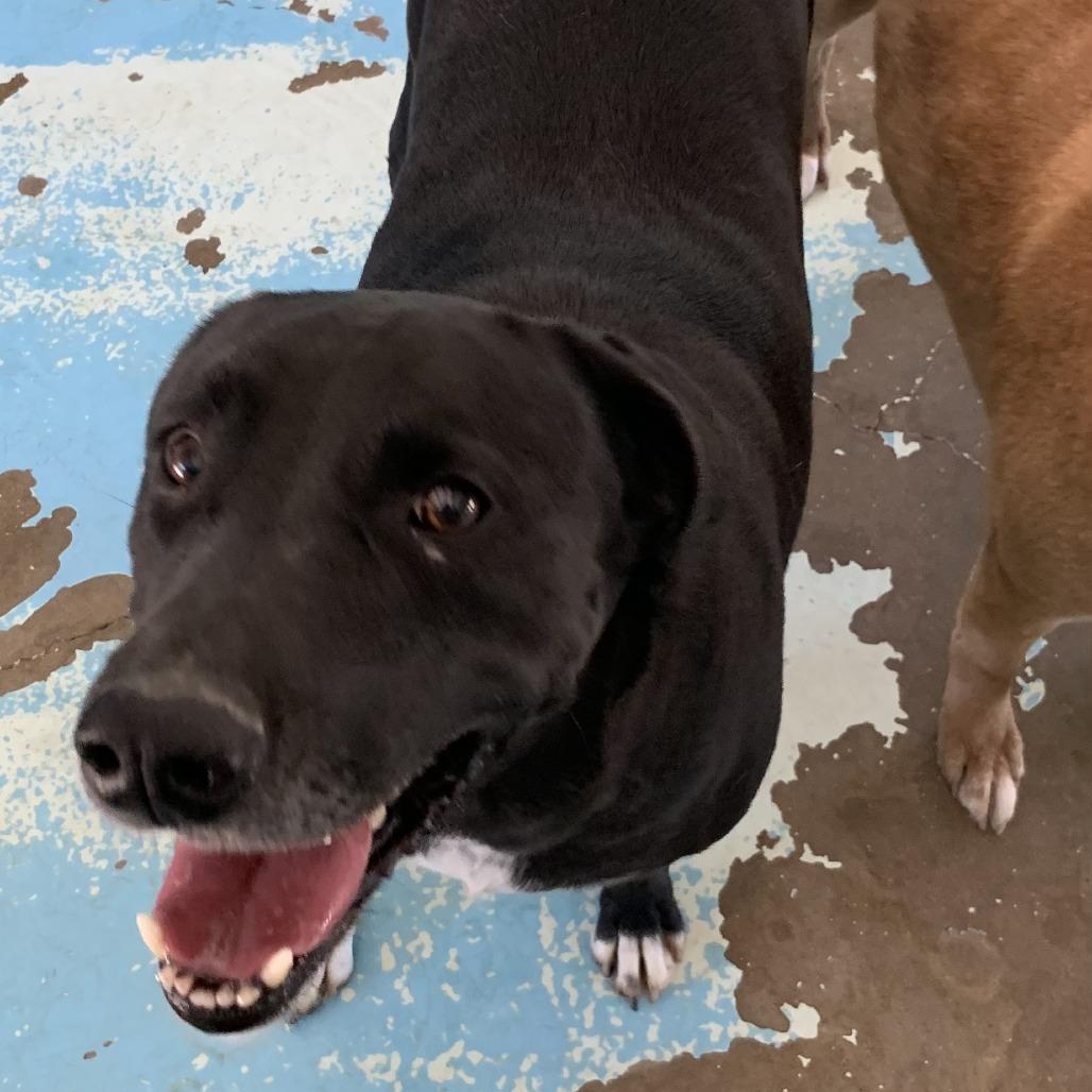 Thunder, a Adoptable Black Labrador Retriever in Hearne, TX image 2/2