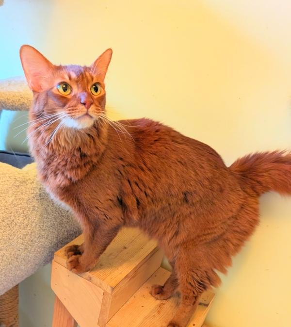 FOXY, an adopted Somali in Kenosha, WI image 2/2