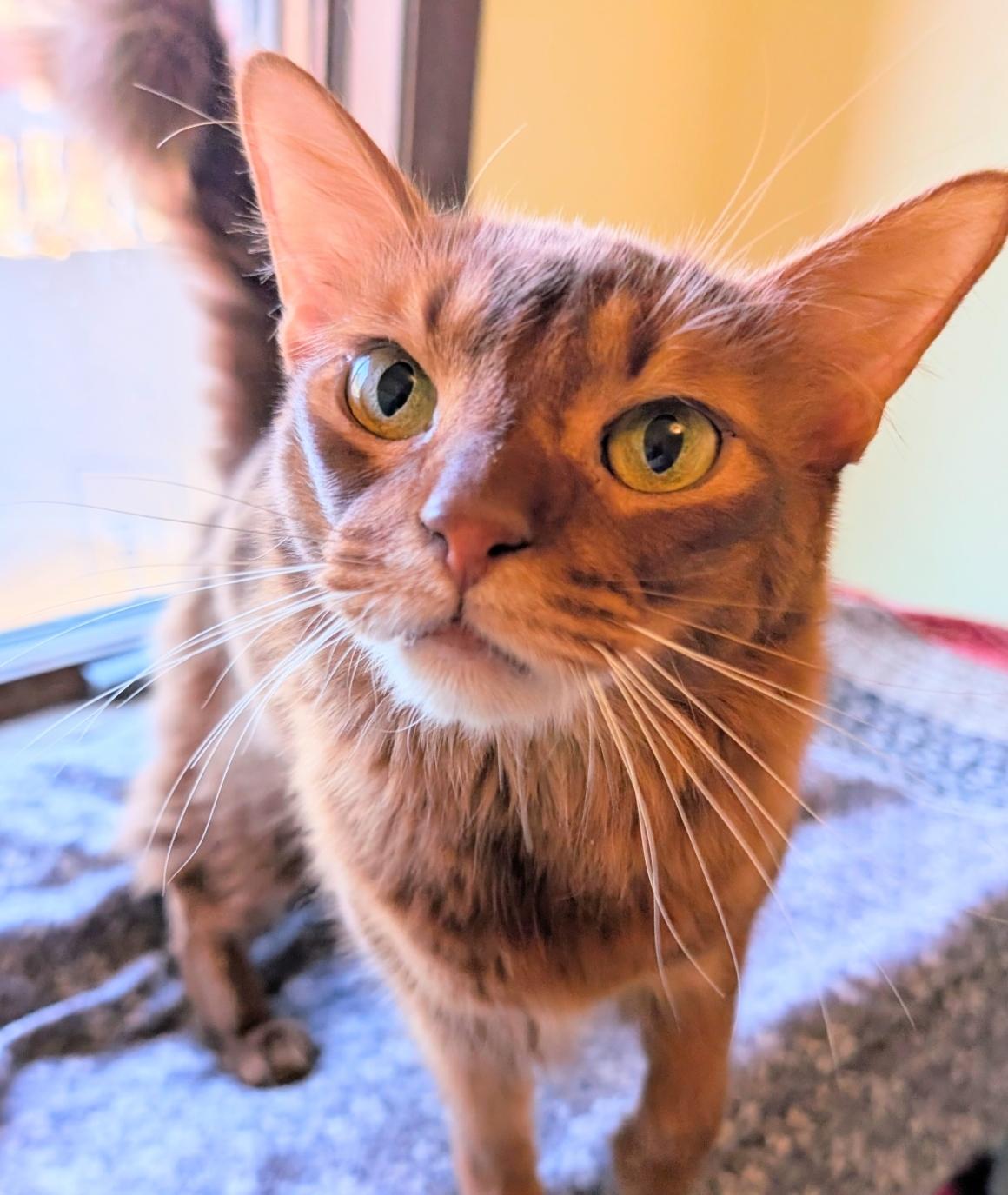 FOXY, an adopted Somali in Kenosha, WI image 1/2