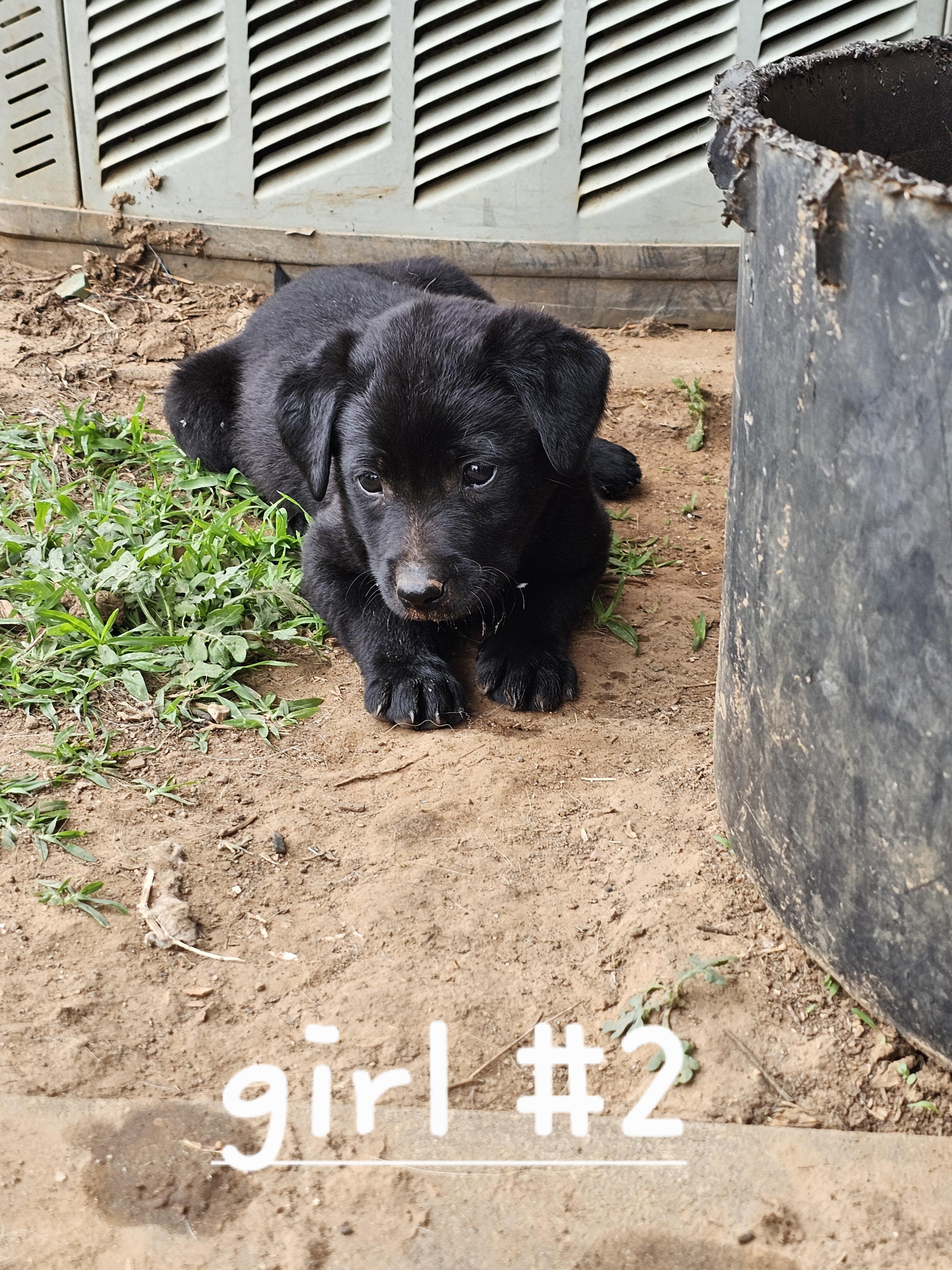 Reecie, ADOPTABLE, Puppy Female Australian Cattle Dog / Blue Heeler & Black Labrador Retriever.