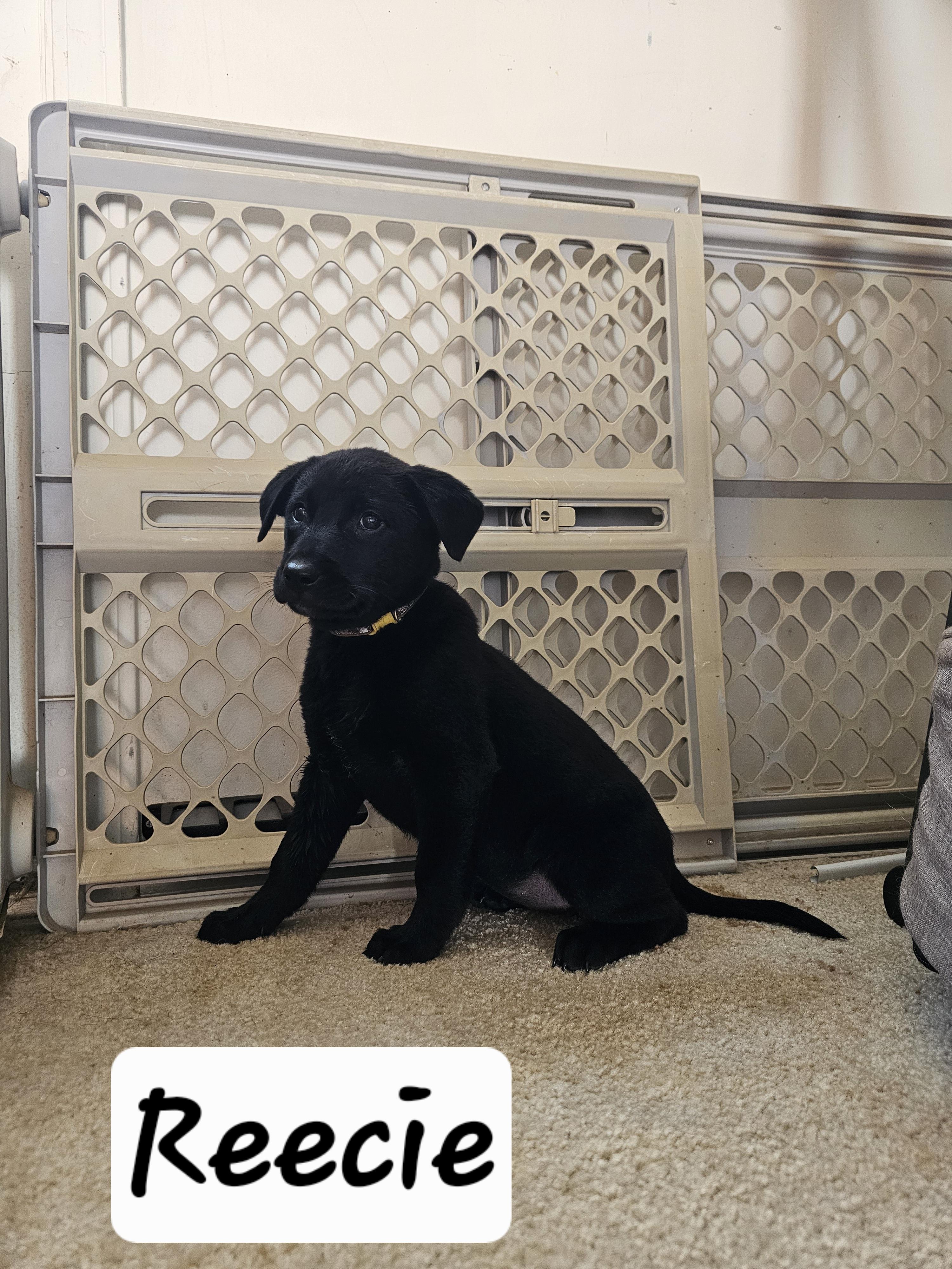 Reecie, a ADOPTABLE mixed breed in Cleveland, OK image 2/2