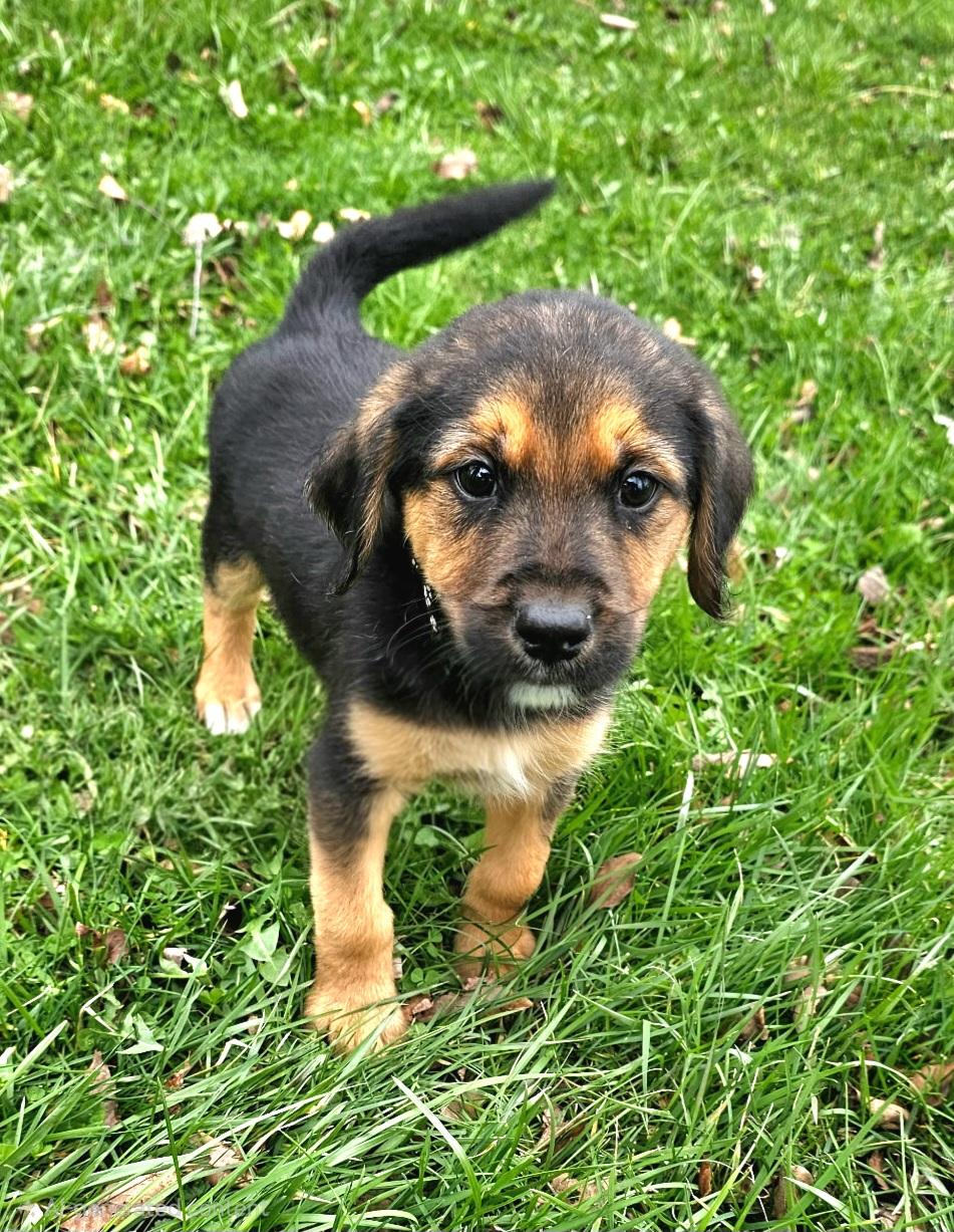 Enlarge Hudson, a ADOPTABLE mixed breed in Arlington Heights, IL image 5/6