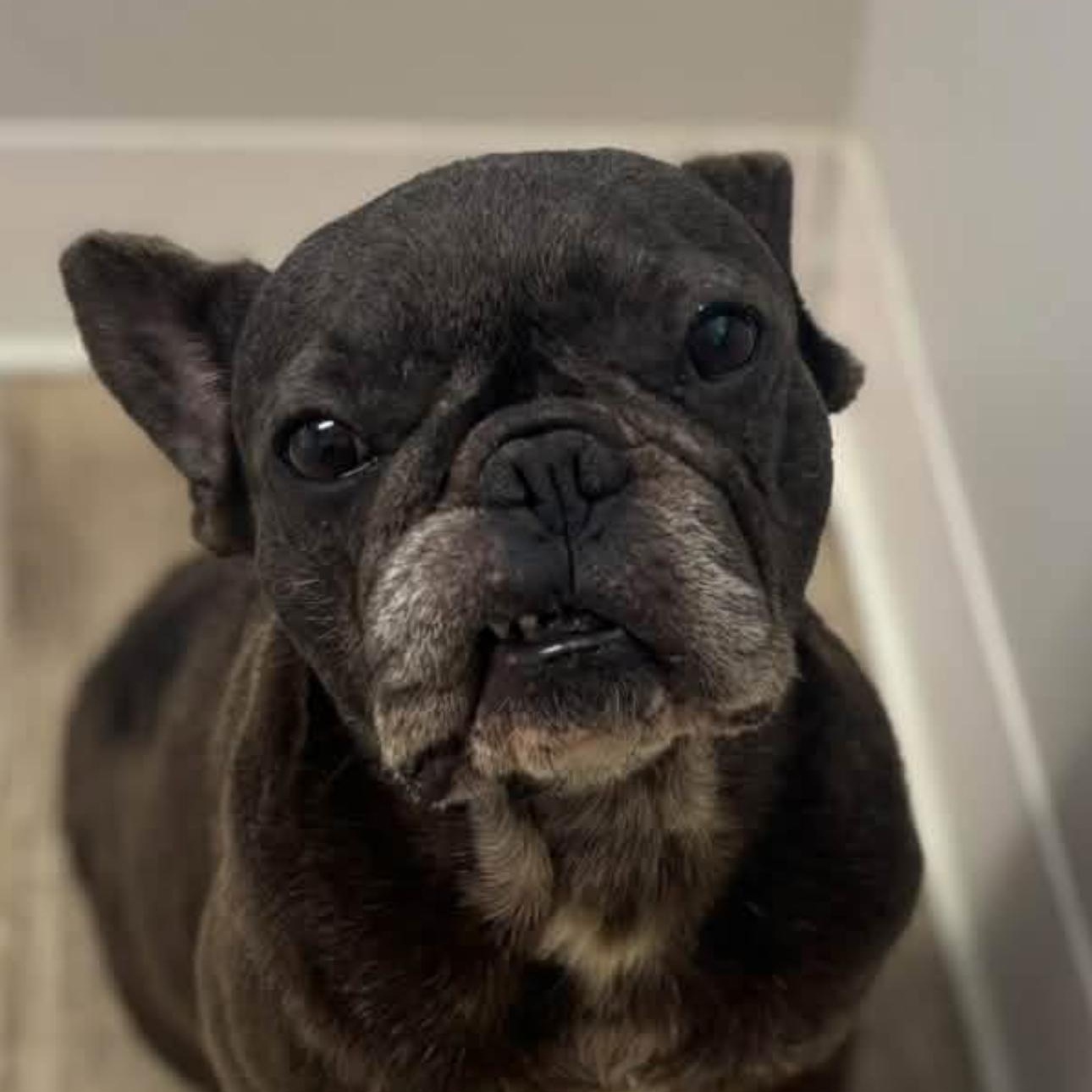 Lucy, Adoptable, Adult Female French Bulldog.