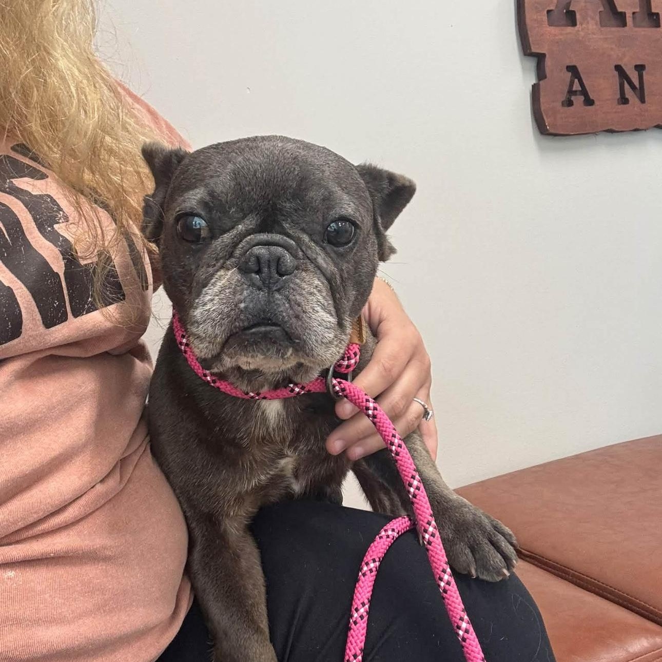 Enlarge Lucy, a Adoptable French Bulldog in Covington, TN image 2/3