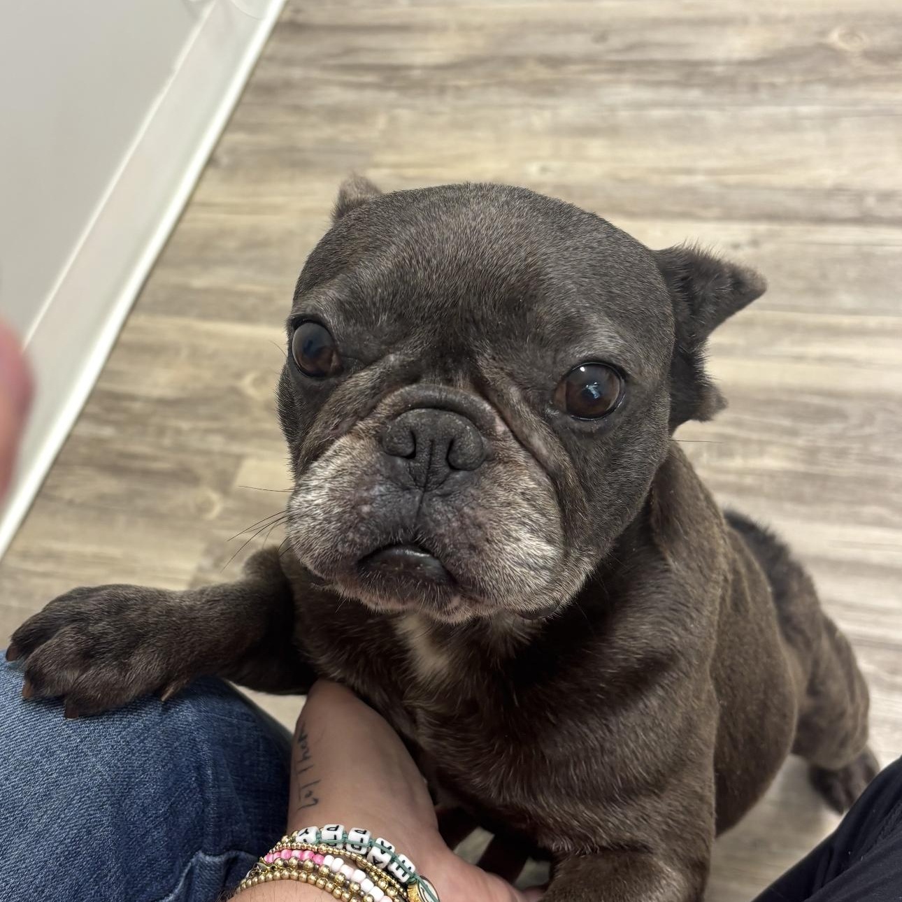 Enlarge Lucy, a Adoptable French Bulldog in Covington, TN image 3/3
