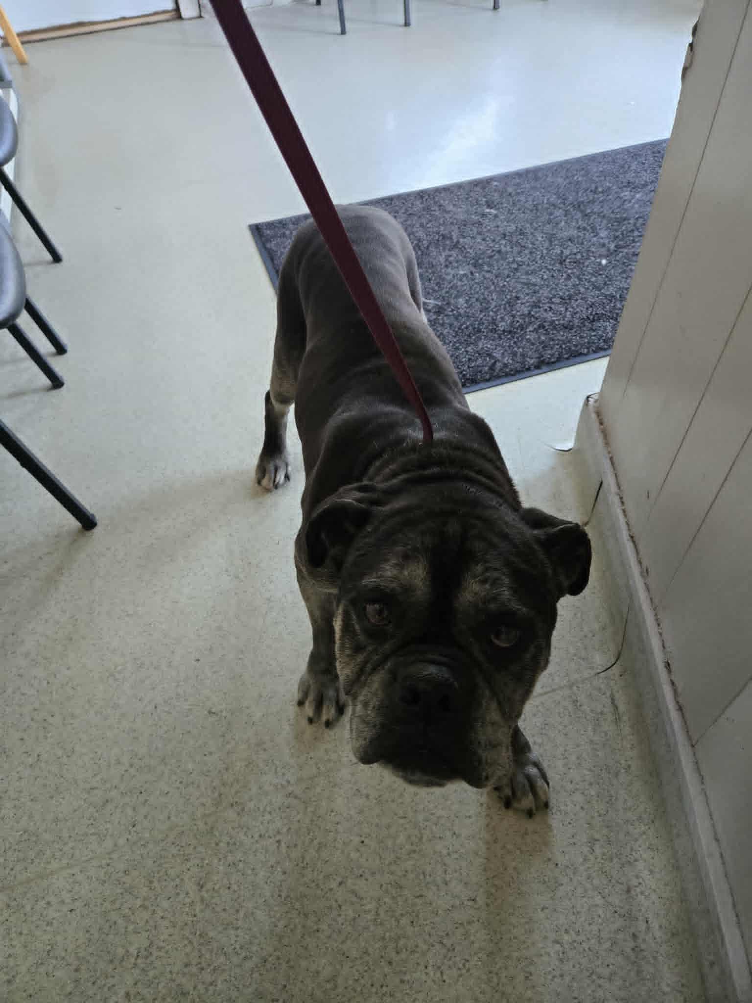 Bam, adopted, Adult Male Bulldog.