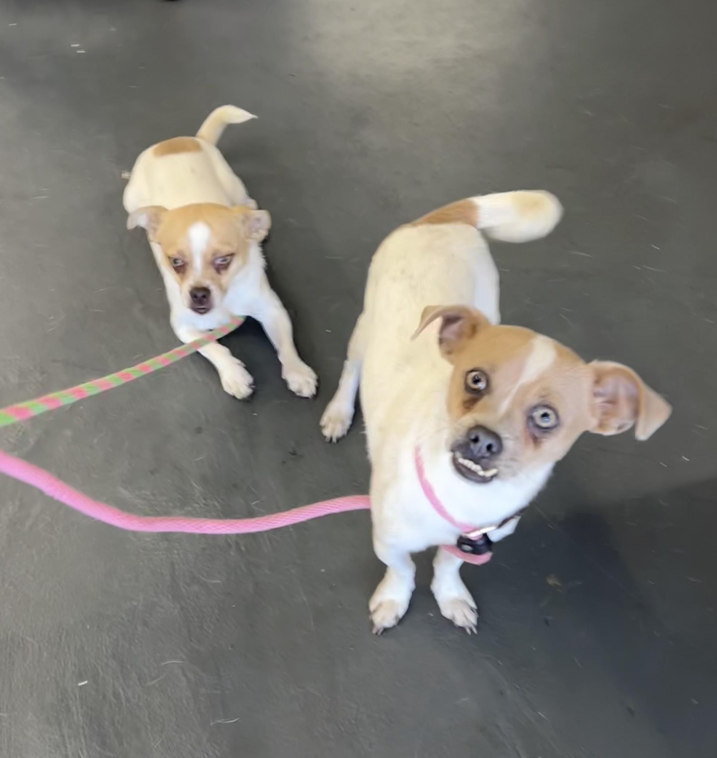 Greg, a Adoptable Mixed Breed in Ramona, CA image 1/8