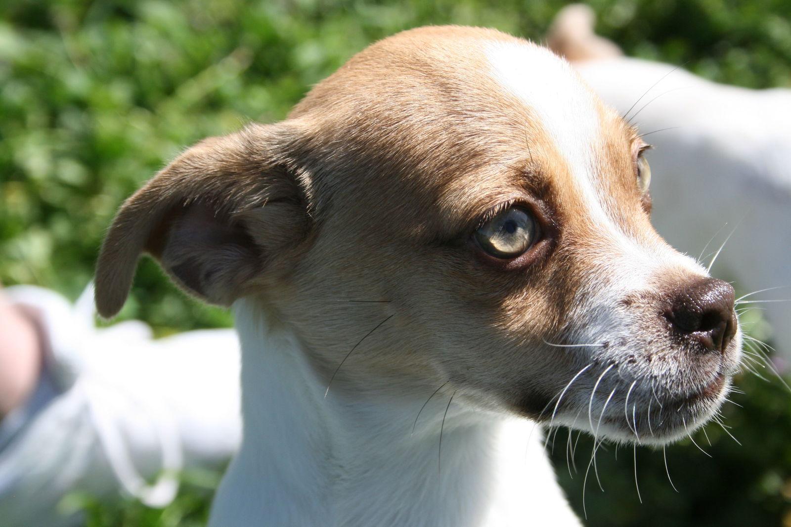 Enlarge Greg, a Adoptable Mixed Breed in Ramona, CA image 1/6
