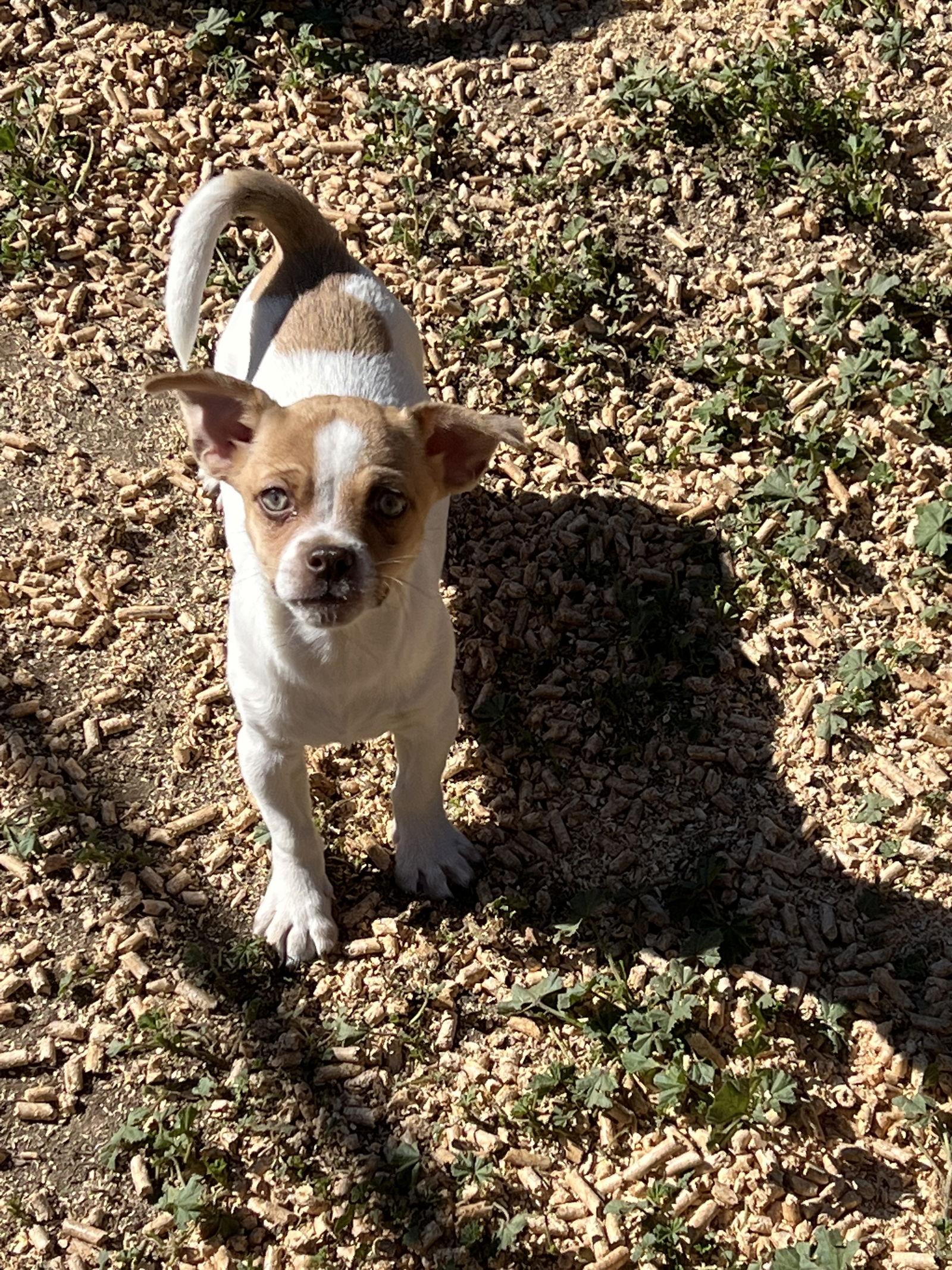 Enlarge Greg, a Adoptable Mixed Breed in Ramona, CA image 2/6