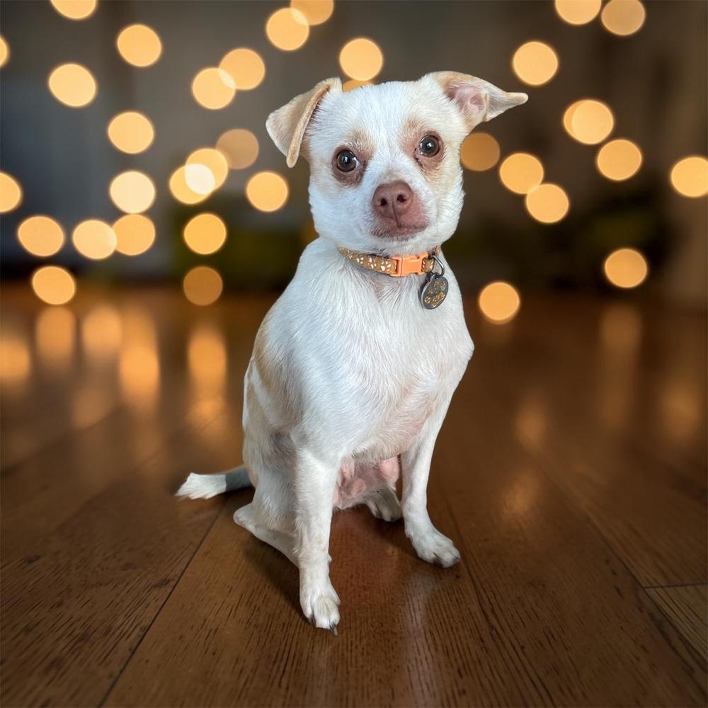 Lorenzo, Adoptable, Adult Female Chihuahua.