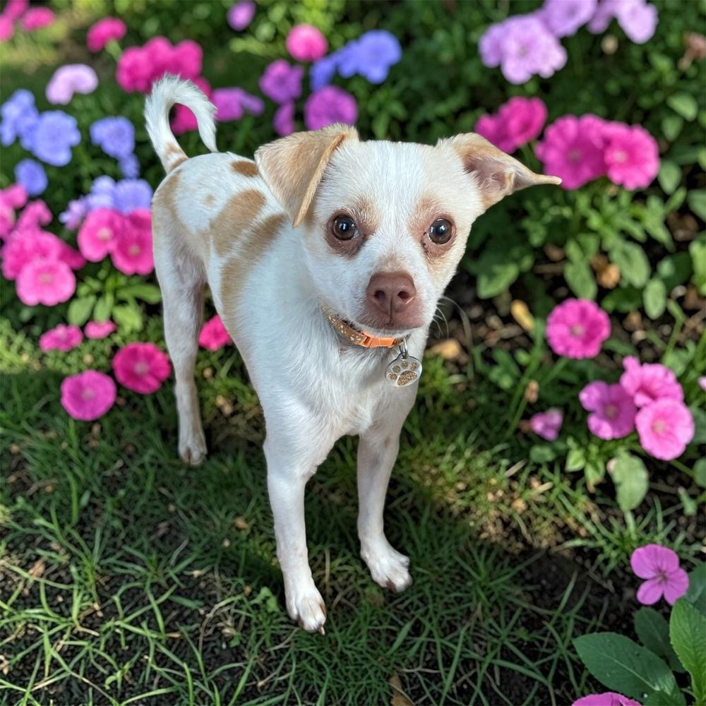 Enlarge Lorenzo, a Adoptable mixed breed in Bellingham, WA image 3/3