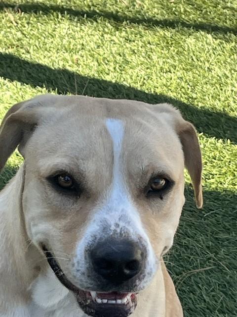 Enlarge DASH, a Adoptable Pit Bull Terrier in Downey, CA image 1/1