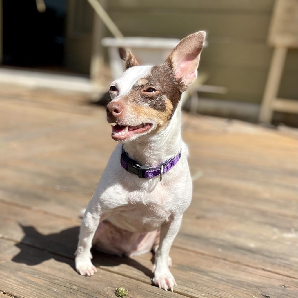 Mable, Adoptable, Adult Female Chihuahua.