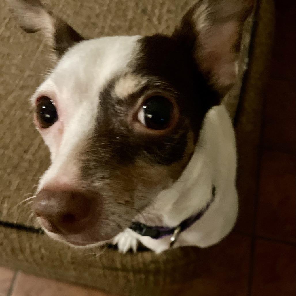 Enlarge Mable, a Adoptable Chihuahua in Baton Rouge, LA image 2/5