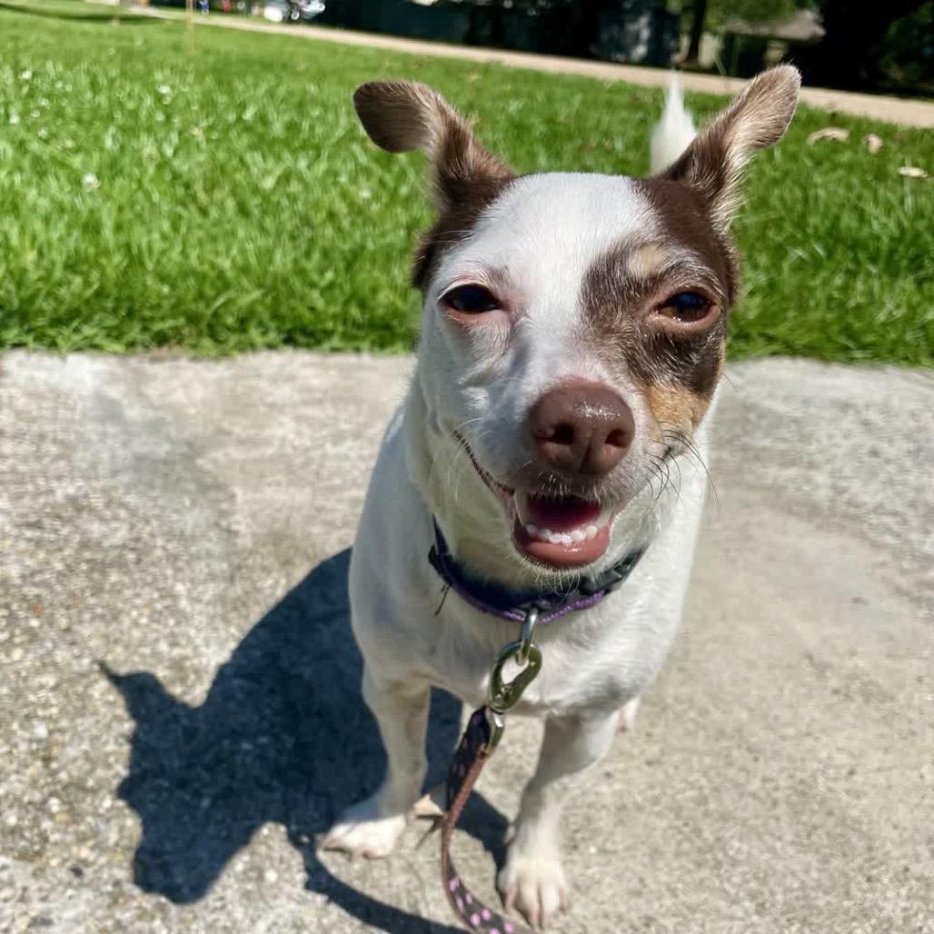 Enlarge Mable, a Adoptable Chihuahua in Baton Rouge, LA image 3/6