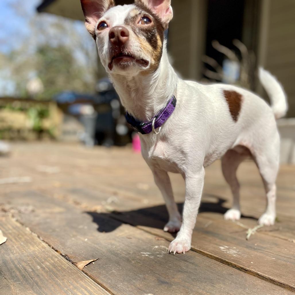 Enlarge Mable, a Adoptable Chihuahua in Baton Rouge, LA image 3/5
