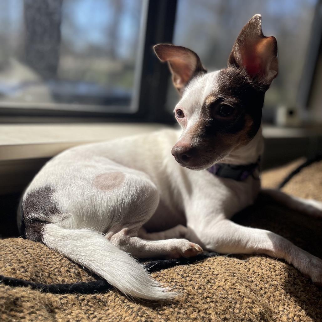 Enlarge Mable, a Adoptable Chihuahua in Baton Rouge, LA image 4/5