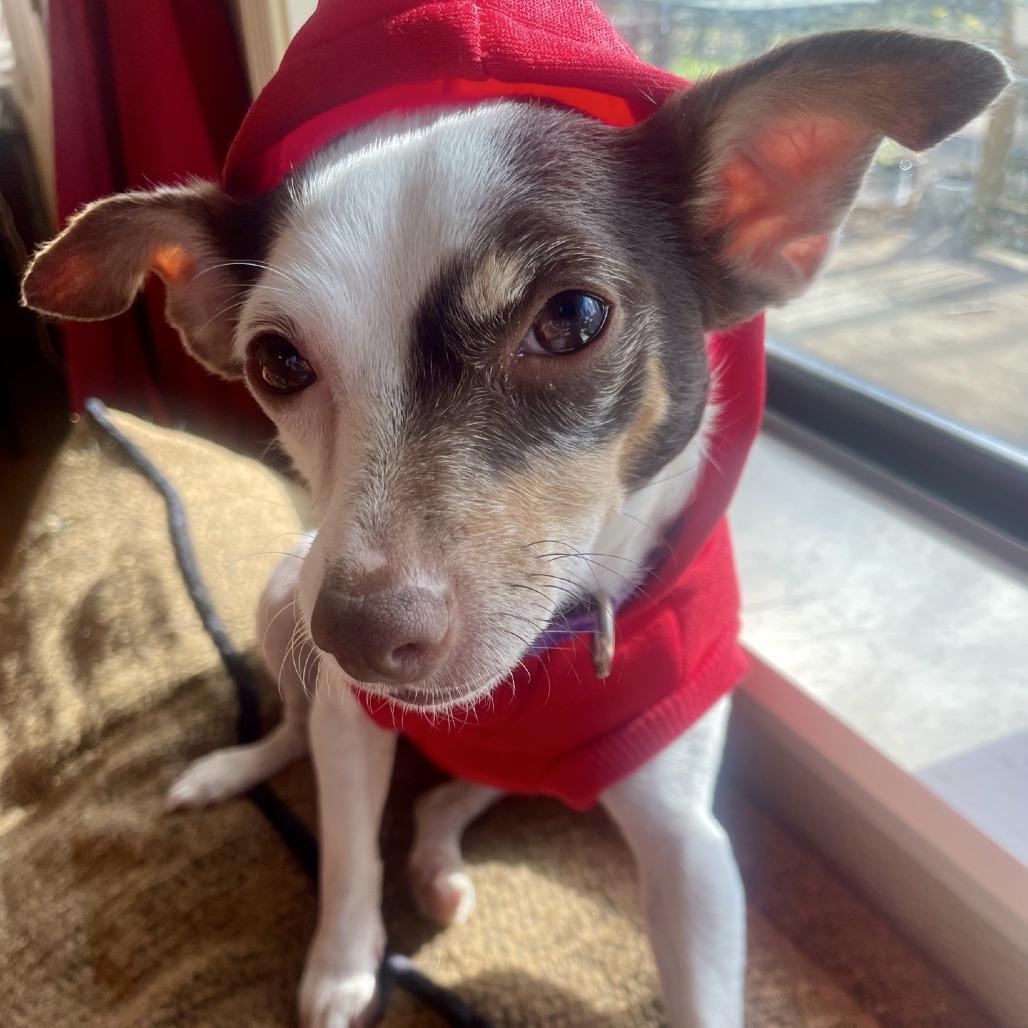 Enlarge Mable, a Adoptable Chihuahua in Baton Rouge, LA image 5/5