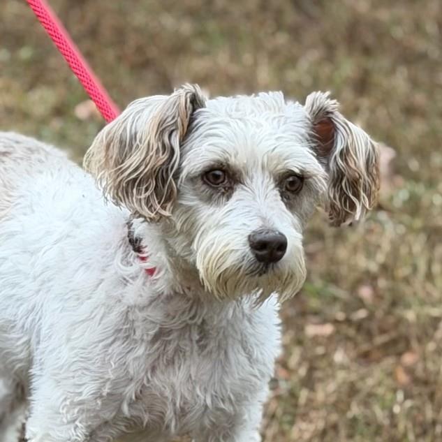 Buddy O, Adoptable, Adult Male Schnauzer.