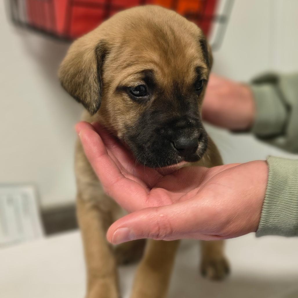 Jim, Adoptable, Puppy Male Australian Cattle Dog / Blue Heeler & Mixed Breed.