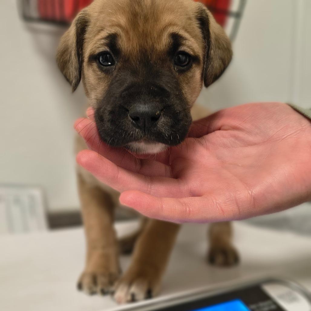 Jim, a Adoptable mixed breed in Tulsa, OK image 2/3