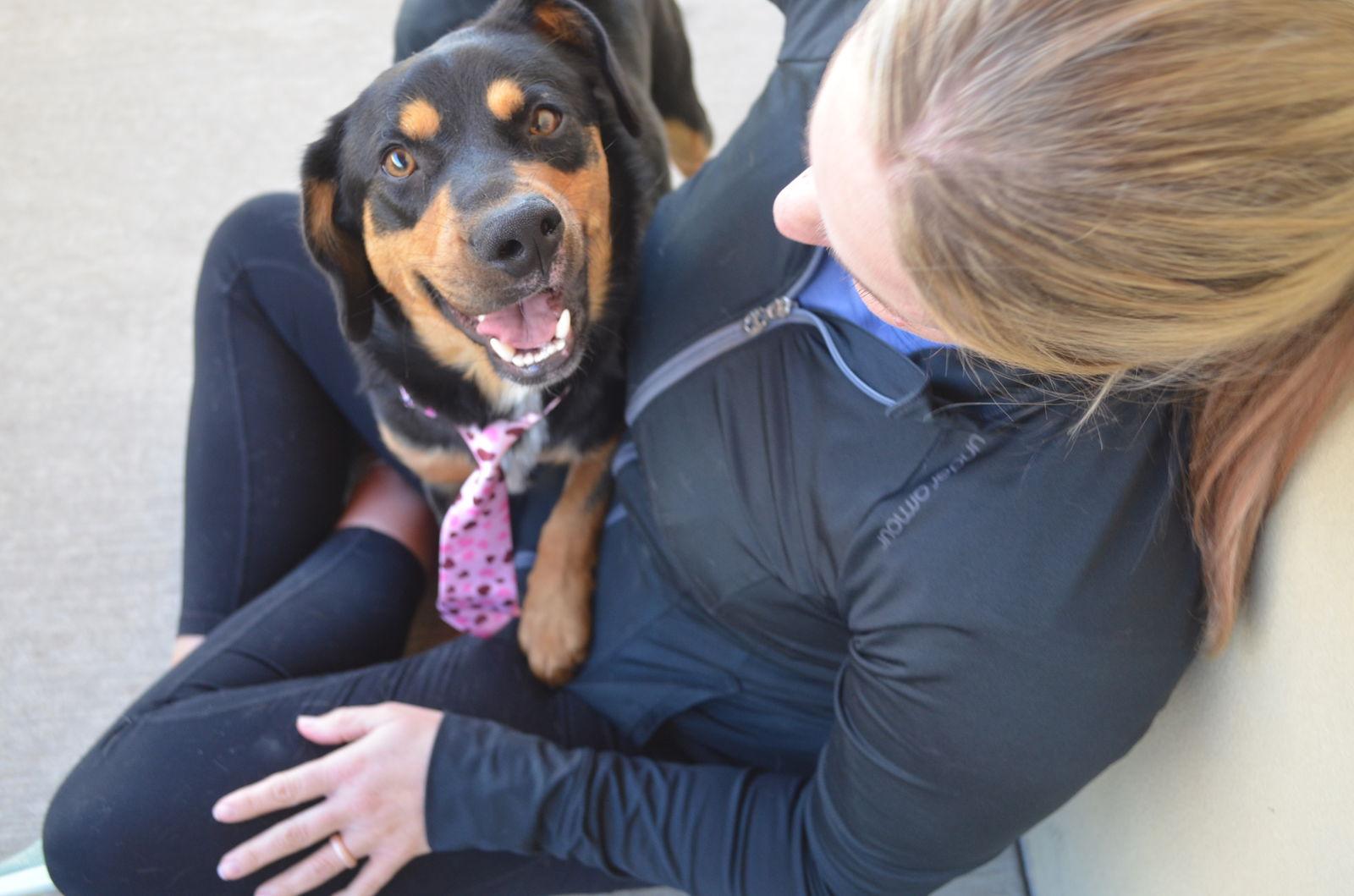 Enlarge Pawlentine, a Adopted Mixed Breed in McKinney, TX image 1/3