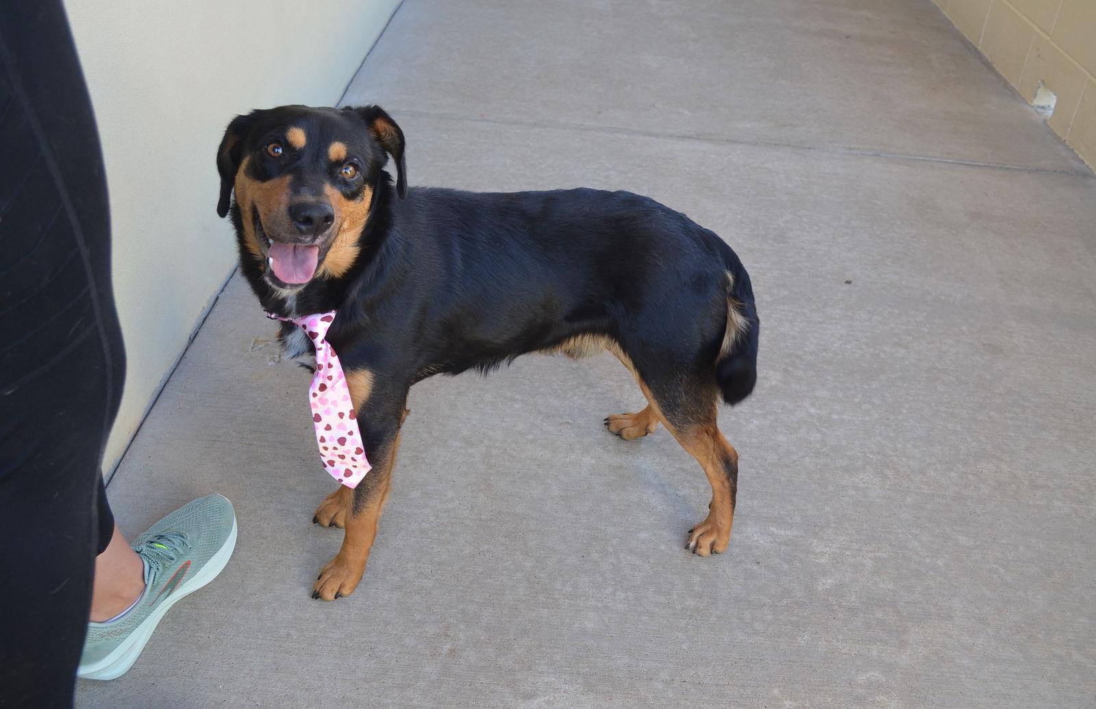 Enlarge Pawlentine, a Adopted Mixed Breed in McKinney, TX image 2/3