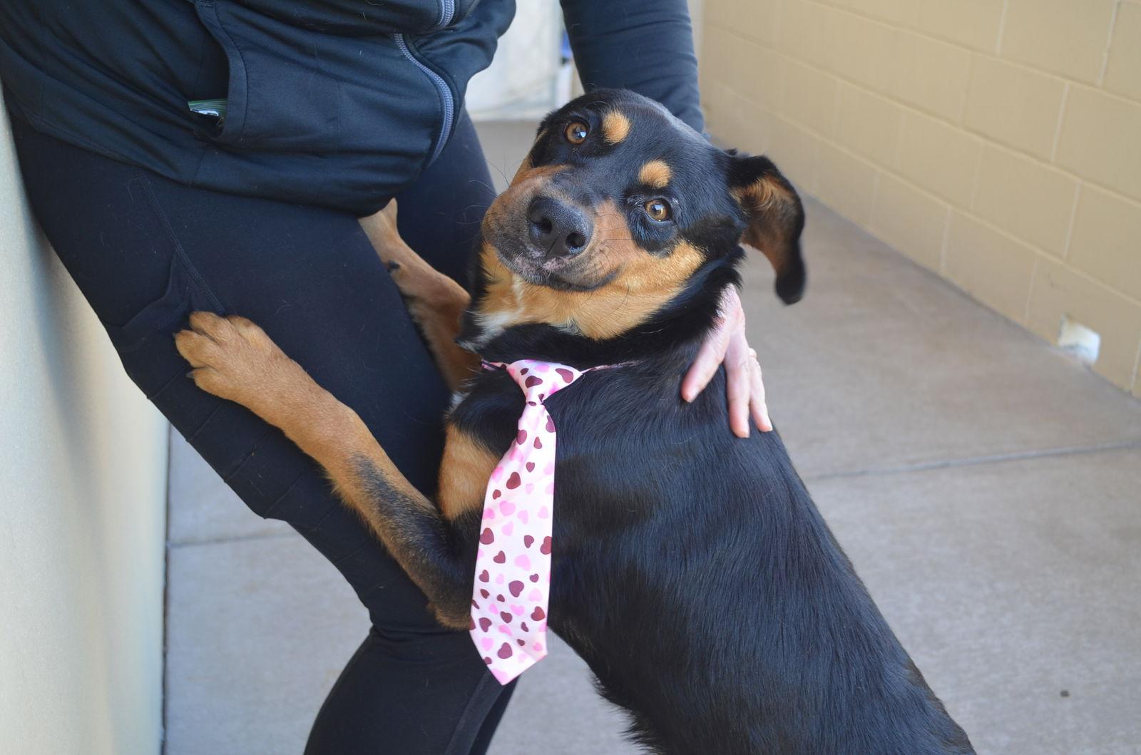 Enlarge Pawlentine, a Adopted Mixed Breed in McKinney, TX image 3/3