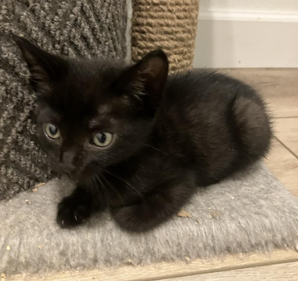 Enlarge Gouda, a Adoptable Domestic Short Hair in Oakdale, CA image 1/4