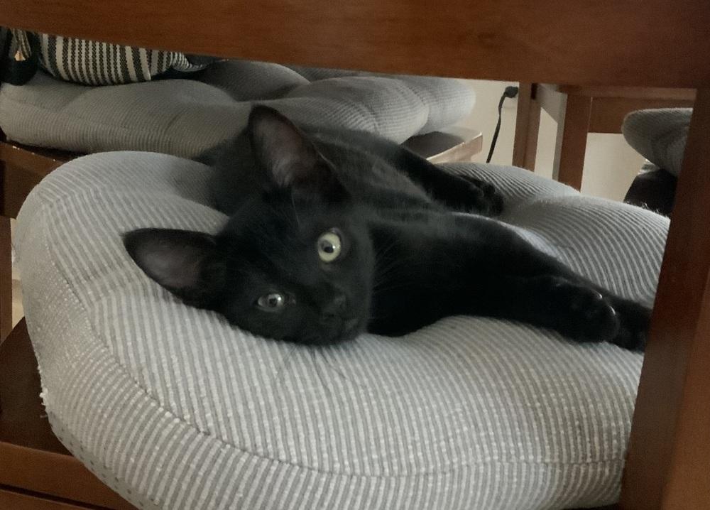 Enlarge Gouda, a Adoptable Domestic Short Hair in Oakdale, CA image 2/4