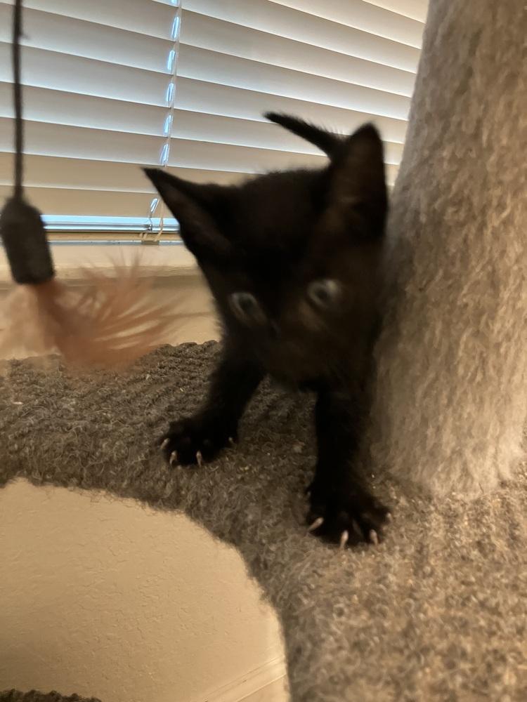 Enlarge Gouda, a Adoptable Domestic Short Hair in Oakdale, CA image 3/4