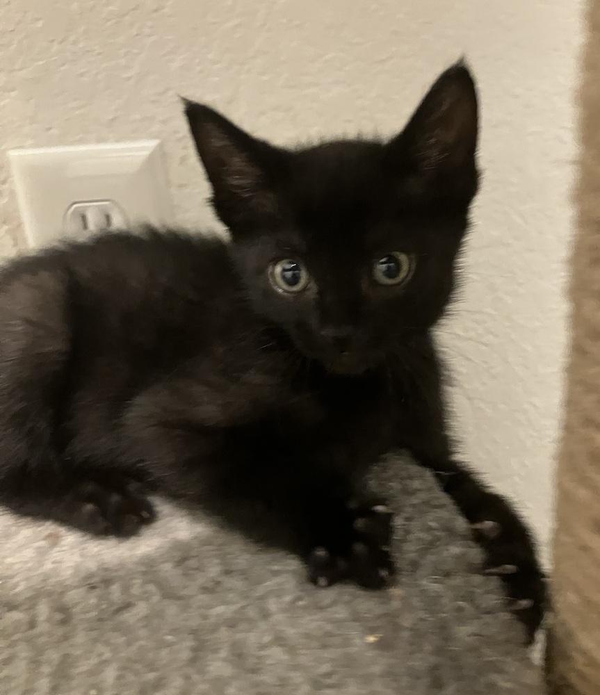 Enlarge Gouda, a Adoptable Domestic Short Hair in Oakdale, CA image 4/4