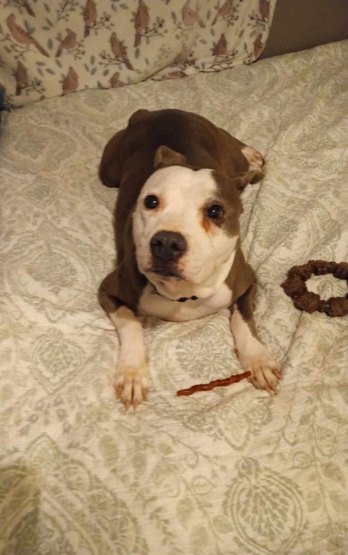 Millie, an adoptable Pit Bull Terrier in Zuni, VA, 23898 | Photo Image 2