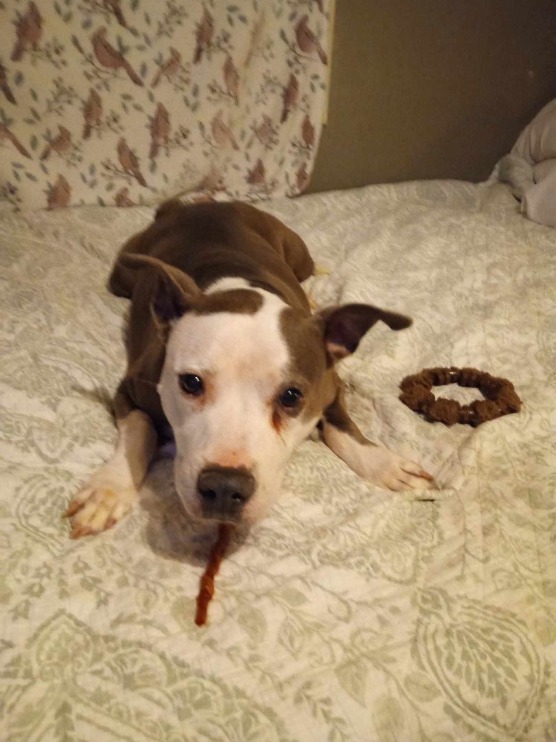 Millie, an adoptable Pit Bull Terrier in Zuni, VA, 23898 | Photo Image 5