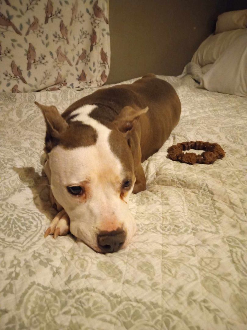 Millie, an adoptable Pit Bull Terrier in Zuni, VA, 23898 | Photo Image 6