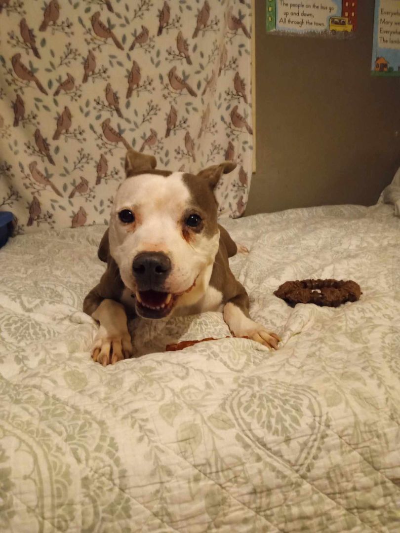 Millie, an adoptable Pit Bull Terrier in Zuni, VA, 23898 | Photo Image 3