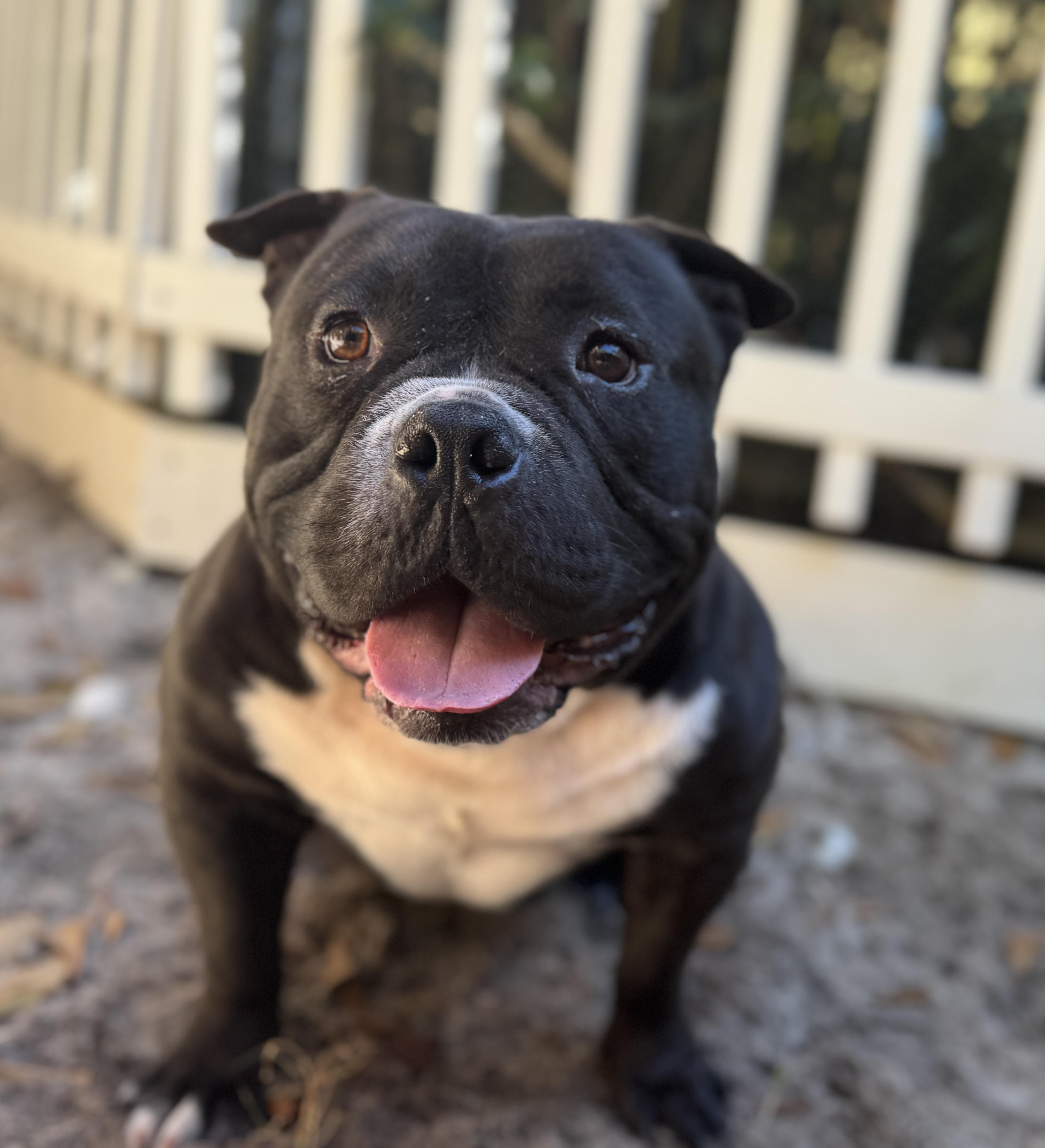 Bane , ADOPTABLE, Young Male English Bulldog & French Bulldog.