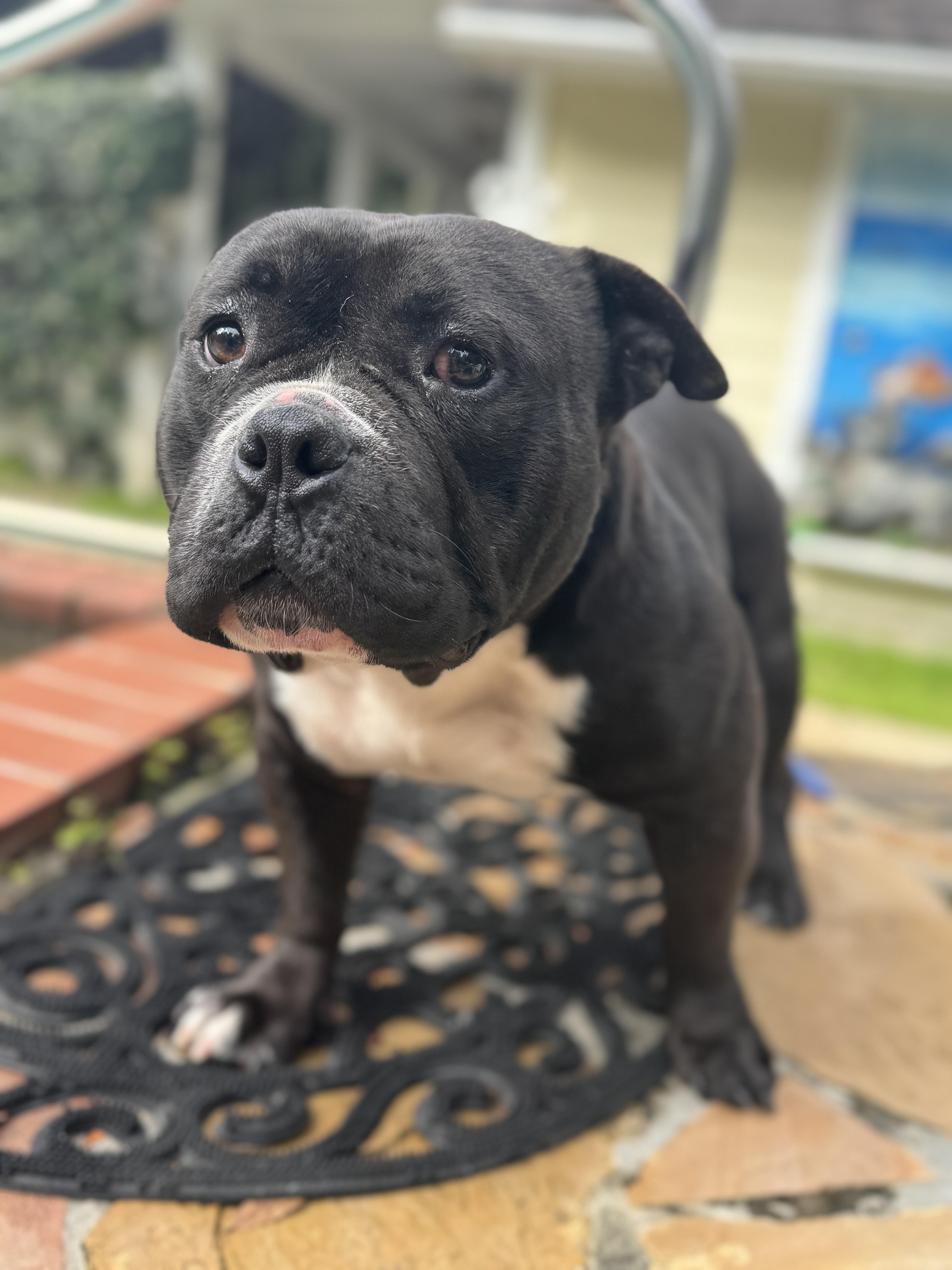 Enlarge Bane , an adopted mixed breed in Navarre, FL image 5/6