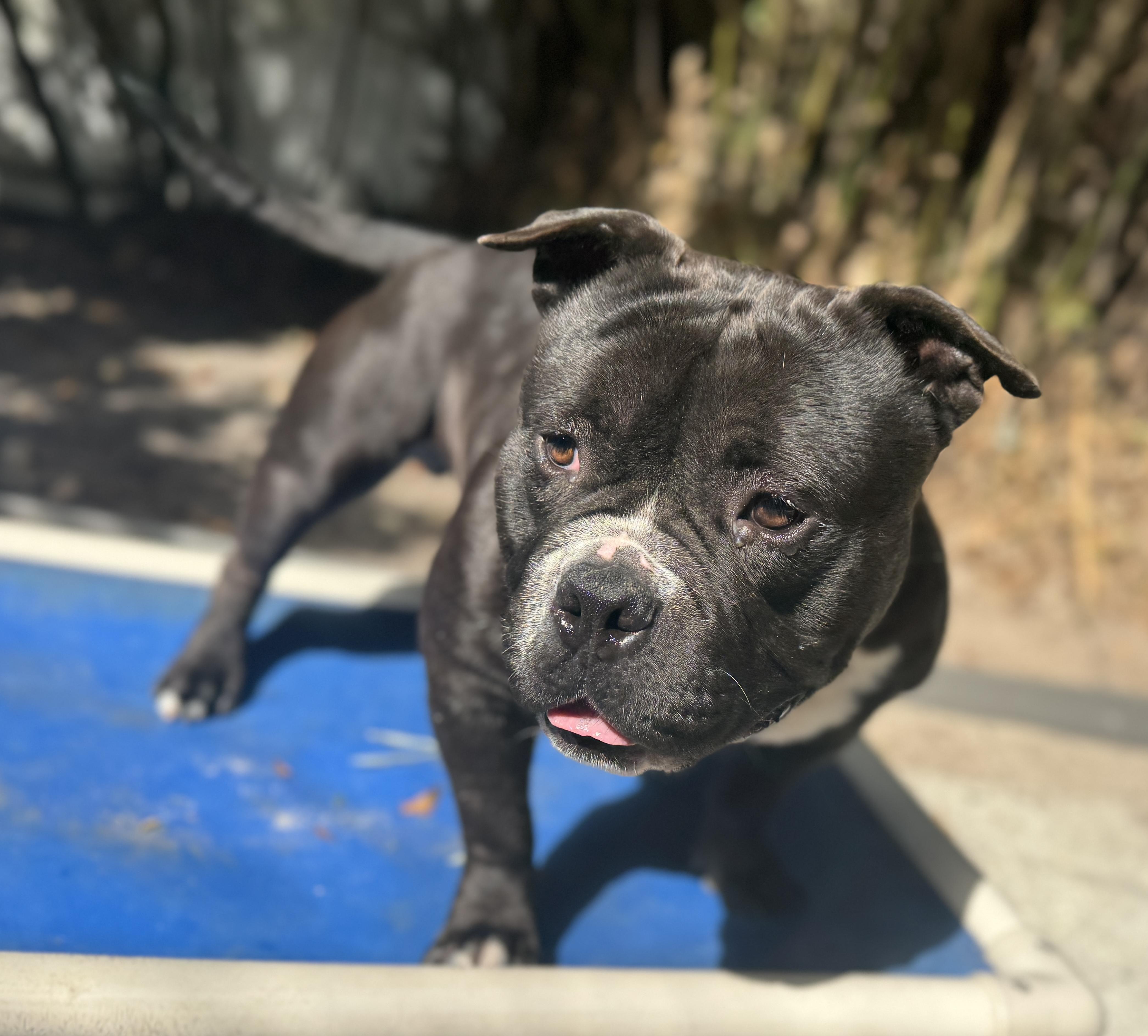 Enlarge Bane , an adopted mixed breed in Navarre, FL image 2/6