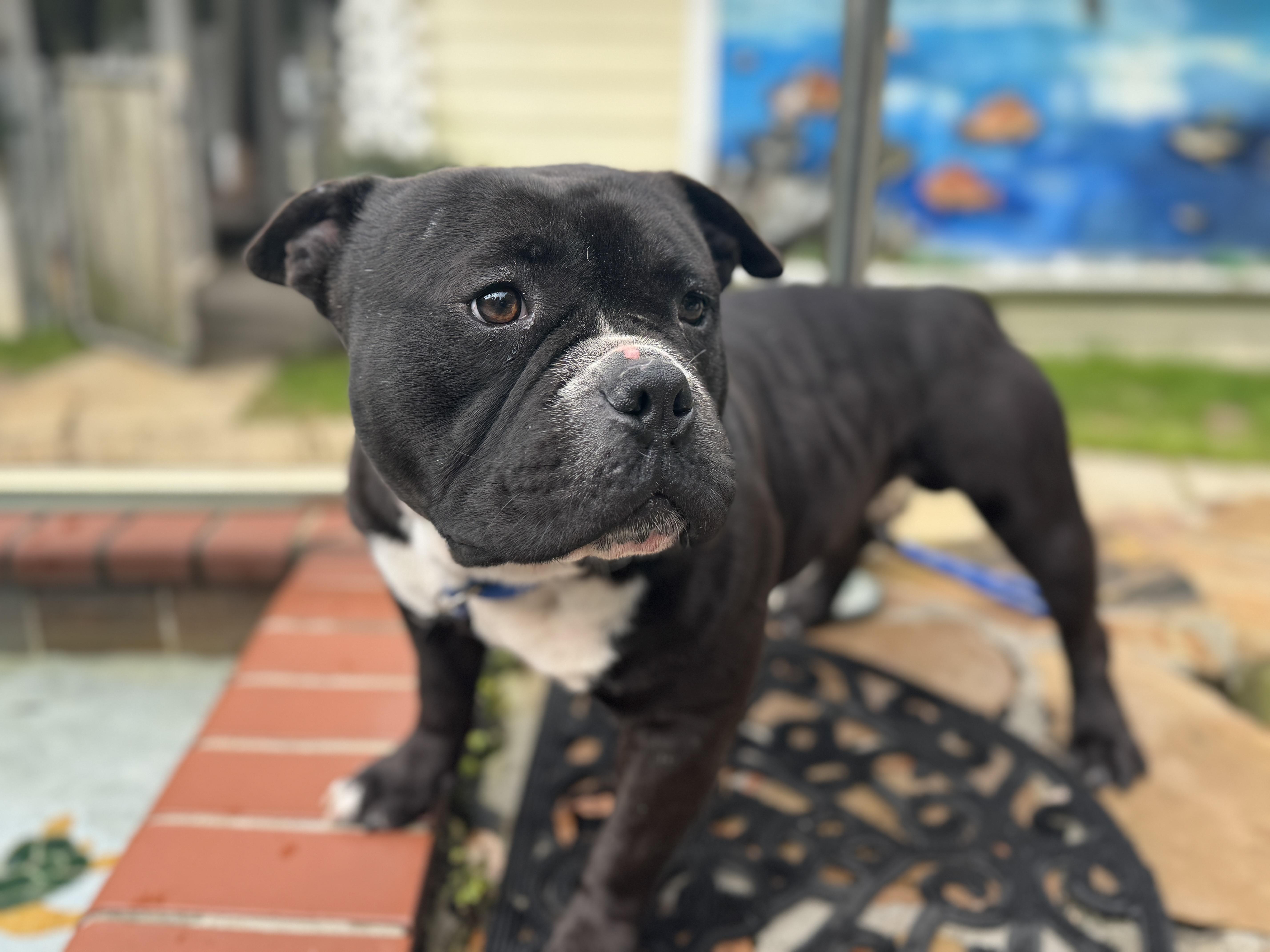 Enlarge Bane , an adopted mixed breed in Navarre, FL image 4/6