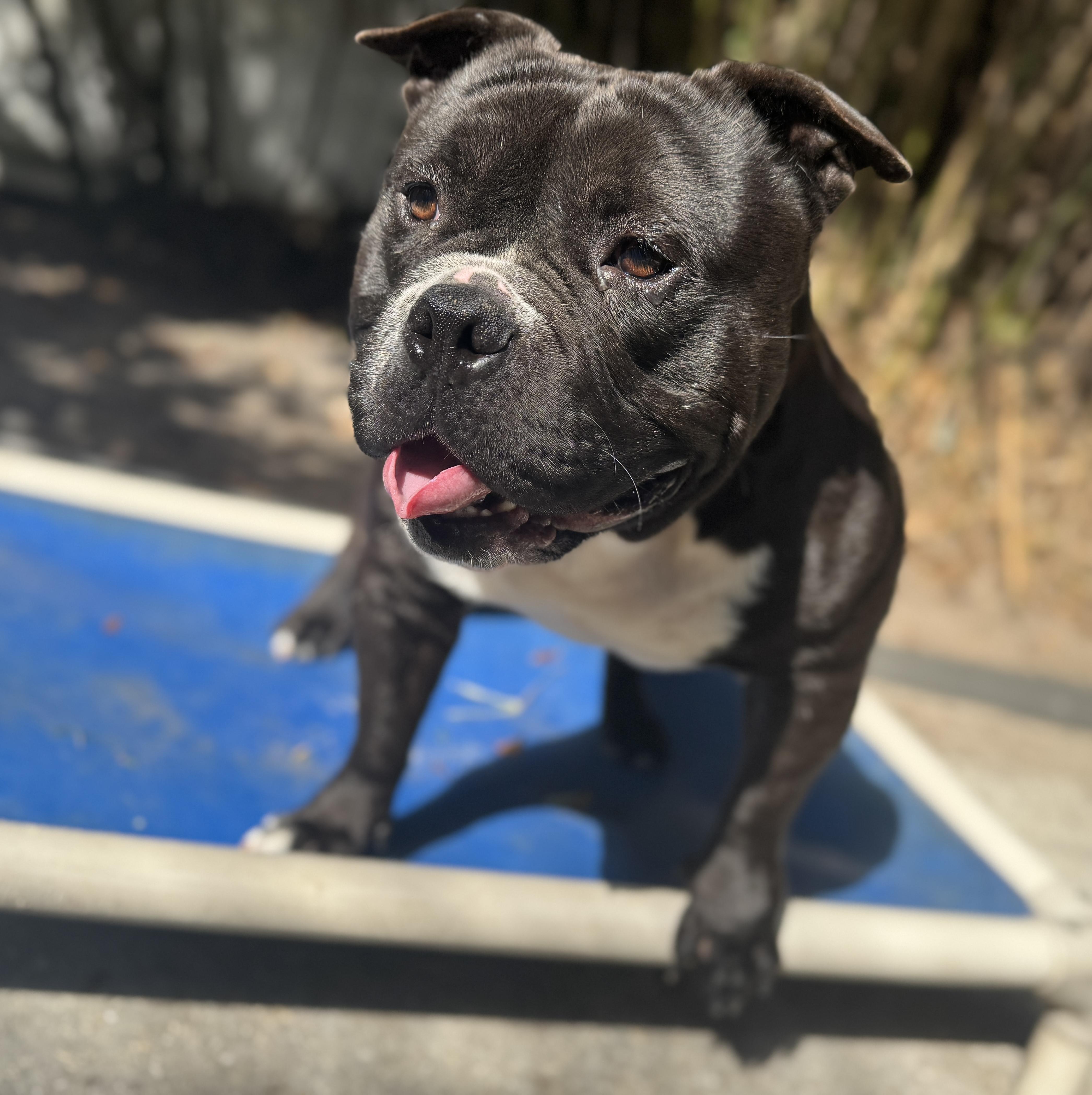 Enlarge Bane , an adopted mixed breed in Navarre, FL image 6/6