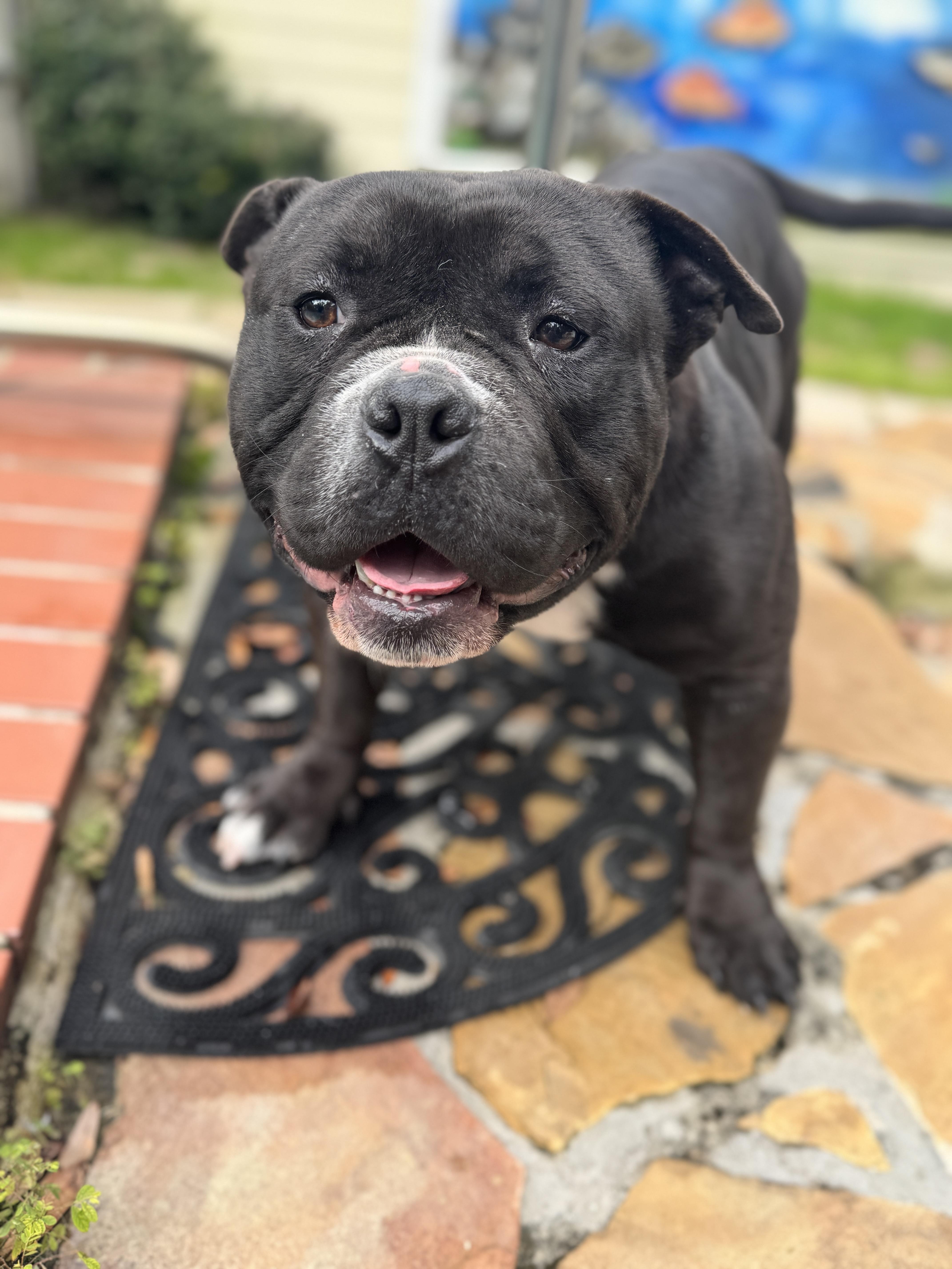 Enlarge Bane , an adopted mixed breed in Navarre, FL image 3/6