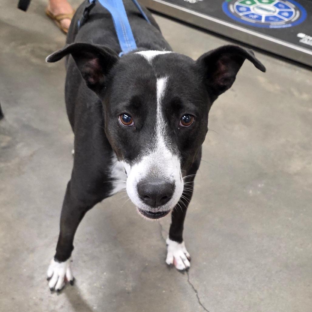 Sadie, Adoptable, Adult Female Retriever & Terrier.